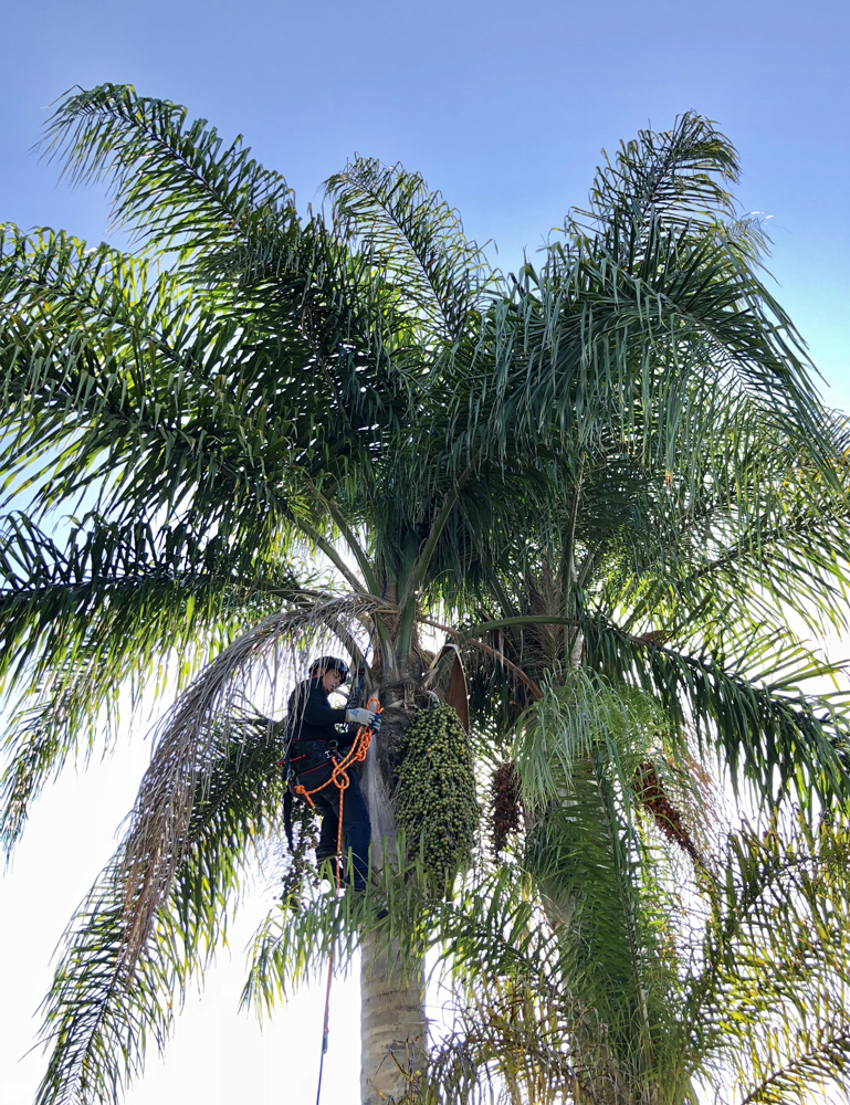 Palm Pruning 6