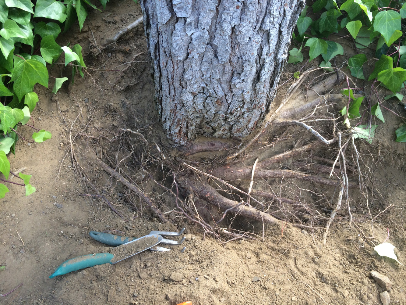 Root Pruning 9