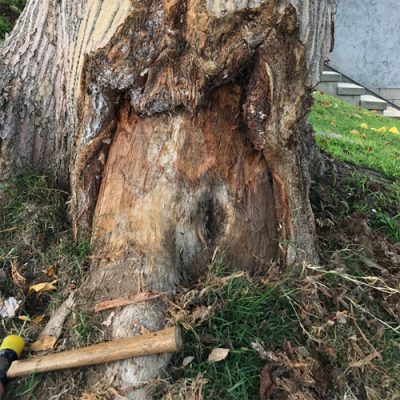 Arborist Consultation | TreeCareLA | Los Angeles CA