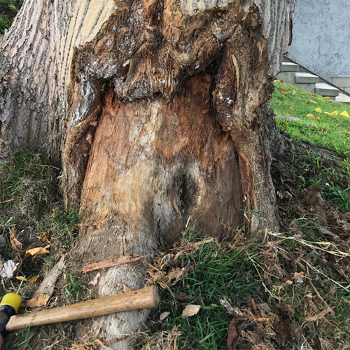 Tree Repair