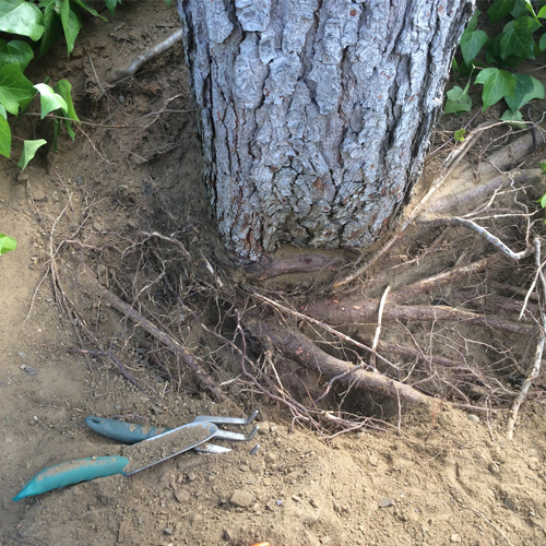 Root Pruning 8