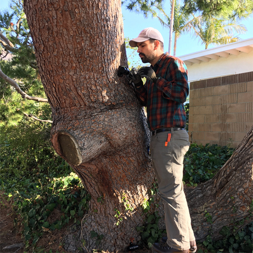 Man inspecting Tree