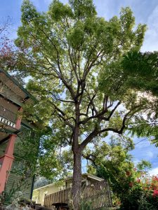 TreeCareLA - Certified Arborists | Los Angeles CA
